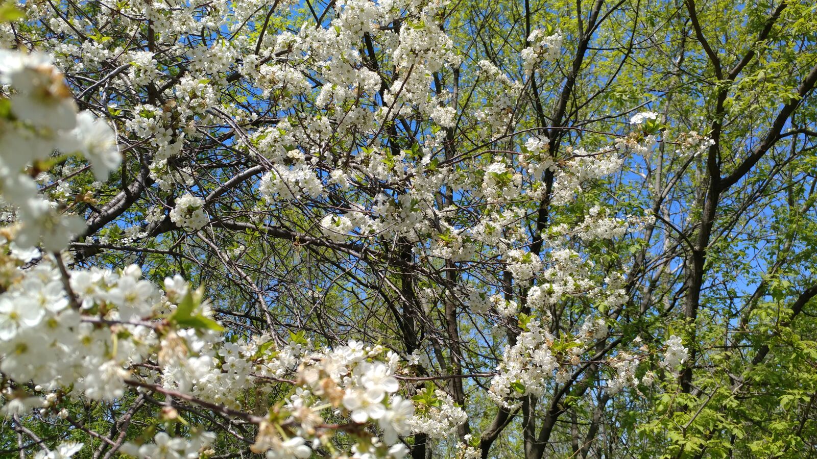 LG V20 sample photo. Beautiful, flowers, lilac, may photography