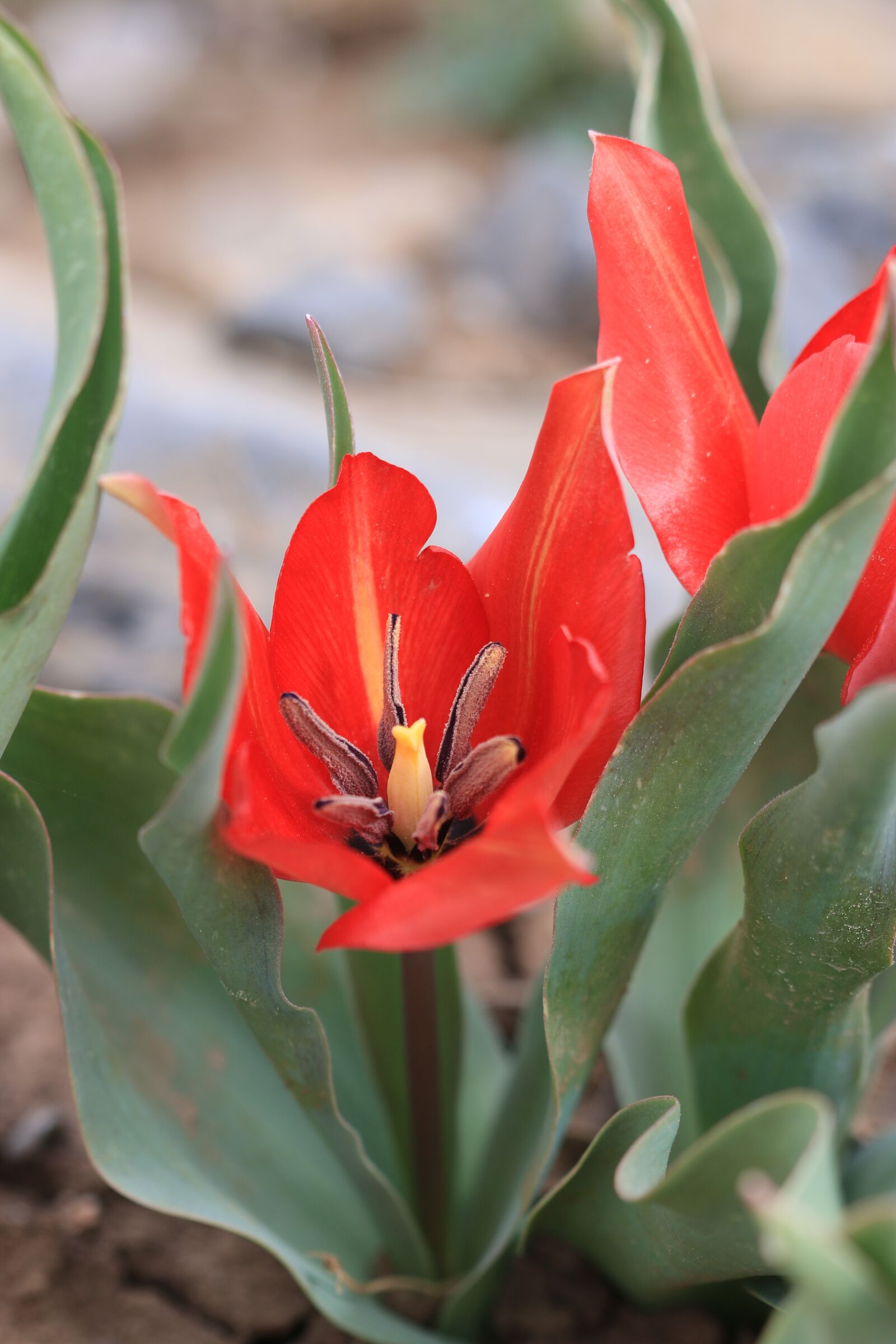 Canon EOS 70D + Canon EF 100mm F2.8 Macro USM sample photo. Tulips, green, red photography
