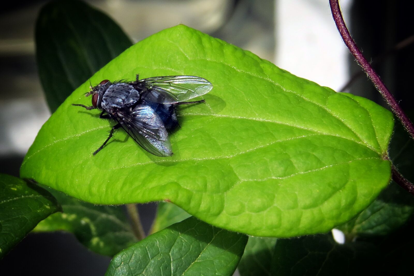Canon PowerShot SX50 HS sample photo. Fly, insect, leaf photography