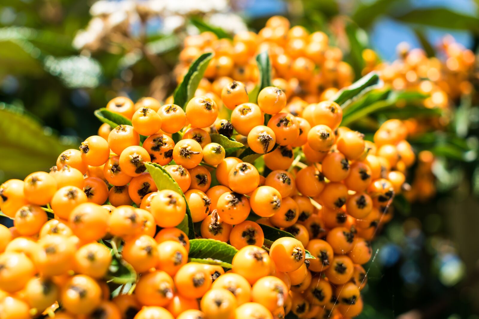 Nikon D5300 sample photo. Fruits, orange, fruit photography