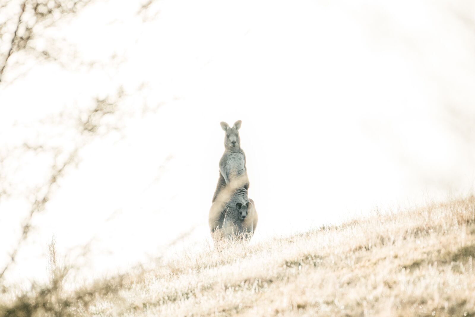 Nikon D850 sample photo. Eastern grey kangaroo, wildlife photography