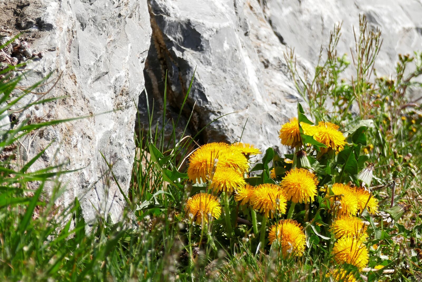 Panasonic Lumix DMC-FZ1000 sample photo. Dandelion, stone wall, stone photography
