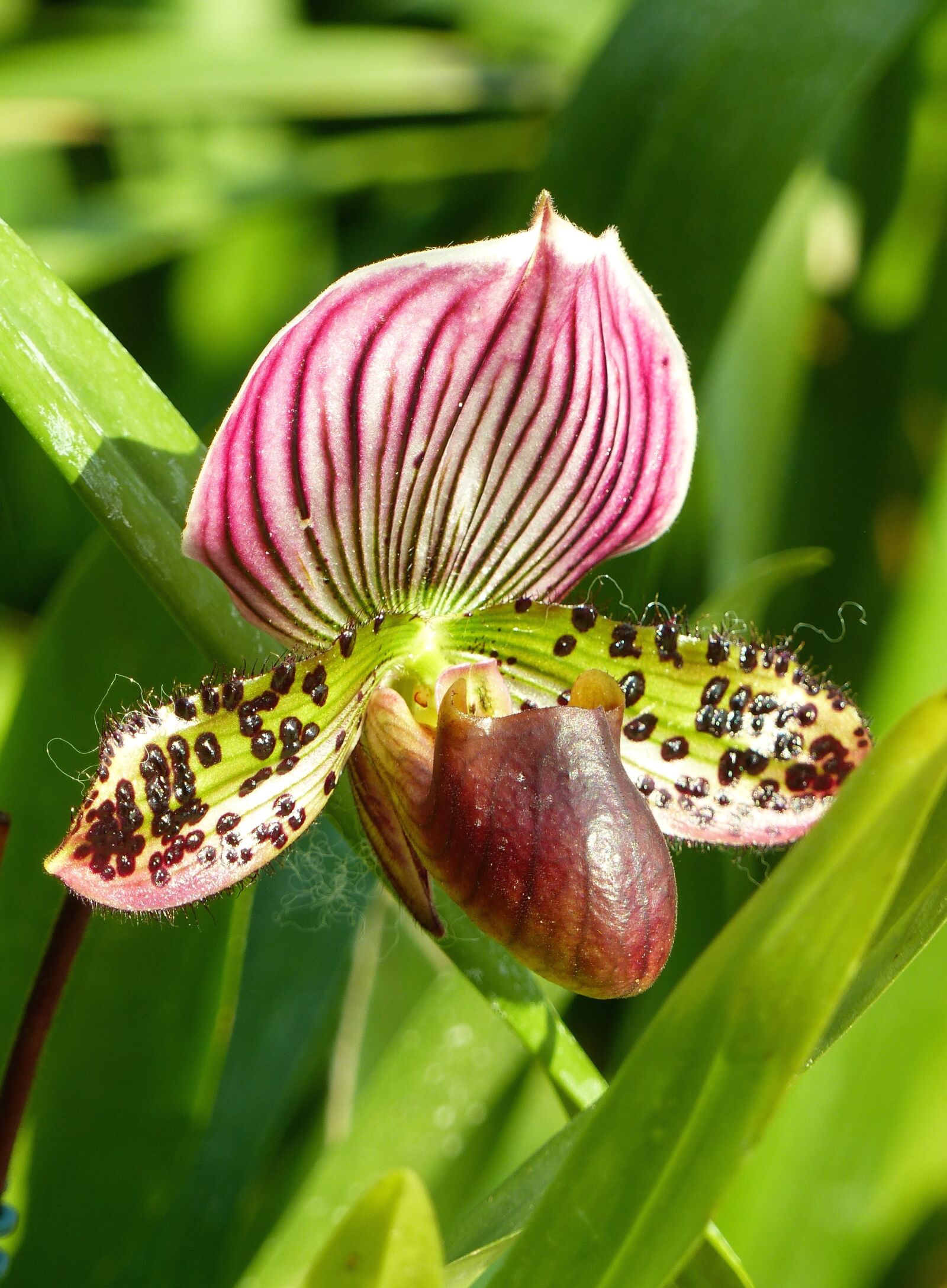 Panasonic Lumix DMC-FZ200 sample photo. Flower, shoe venus, orchid photography