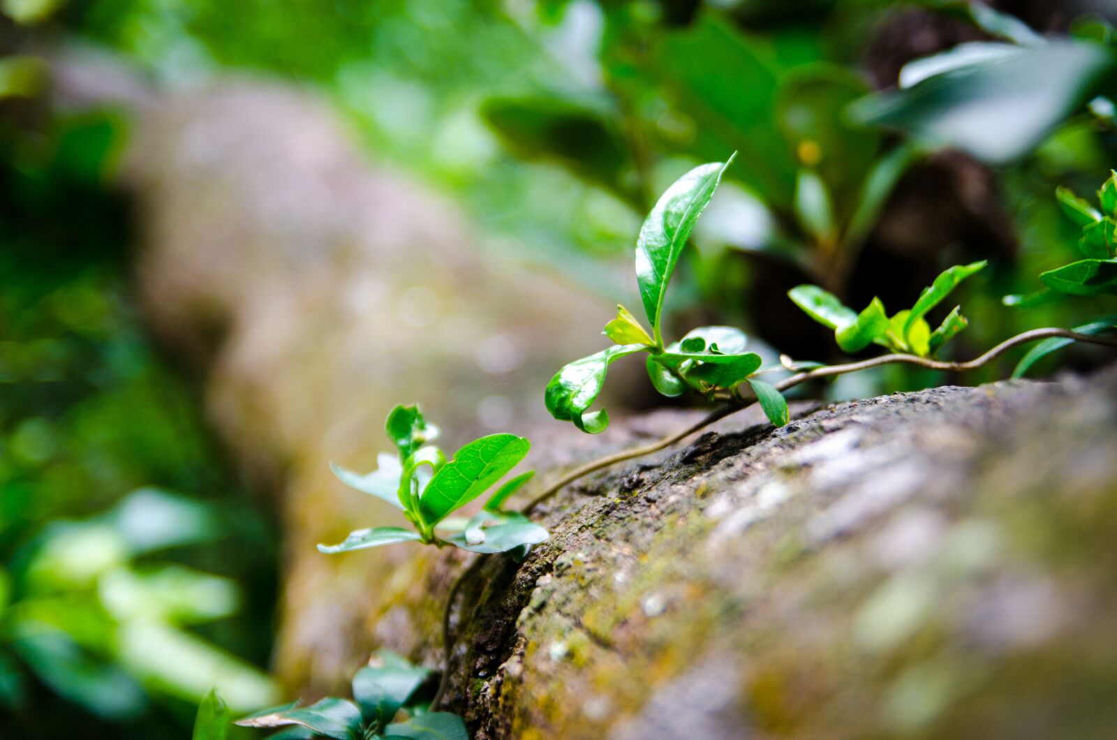 Nikon D7000 sample photo. Green, trees, forest photography