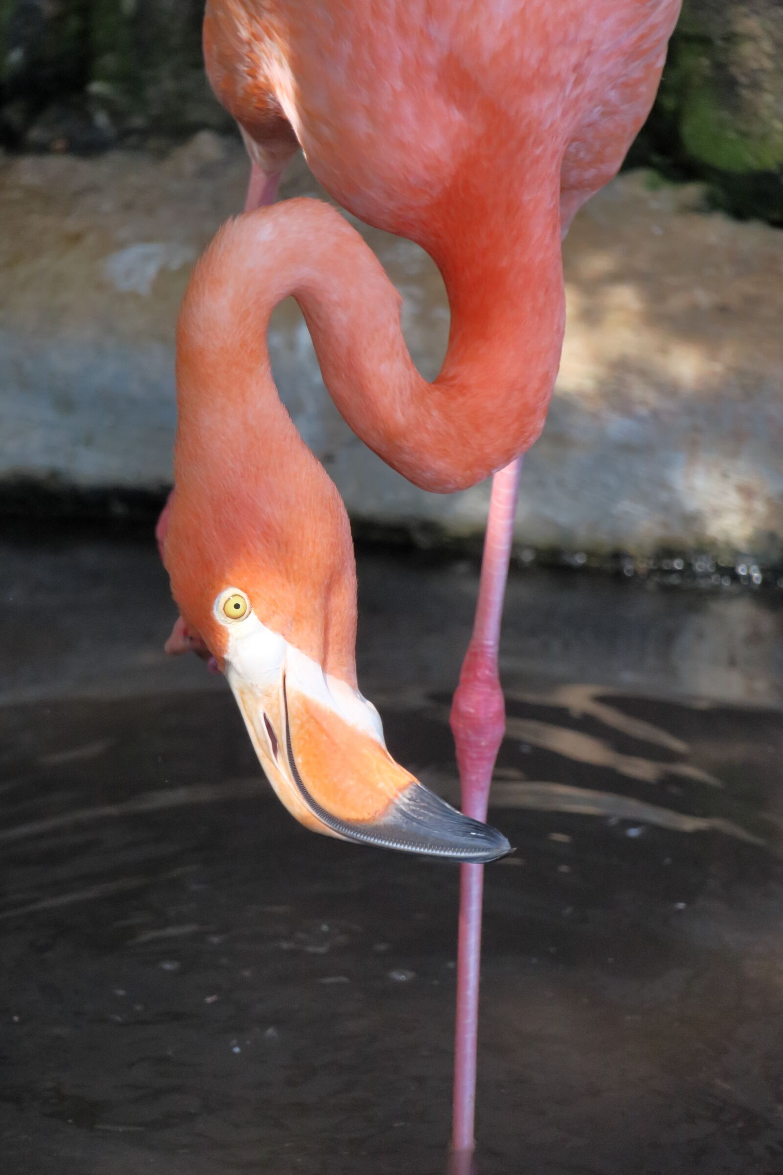 Canon PowerShot G3 X sample photo. Flamingo, bill, pink flamingo photography