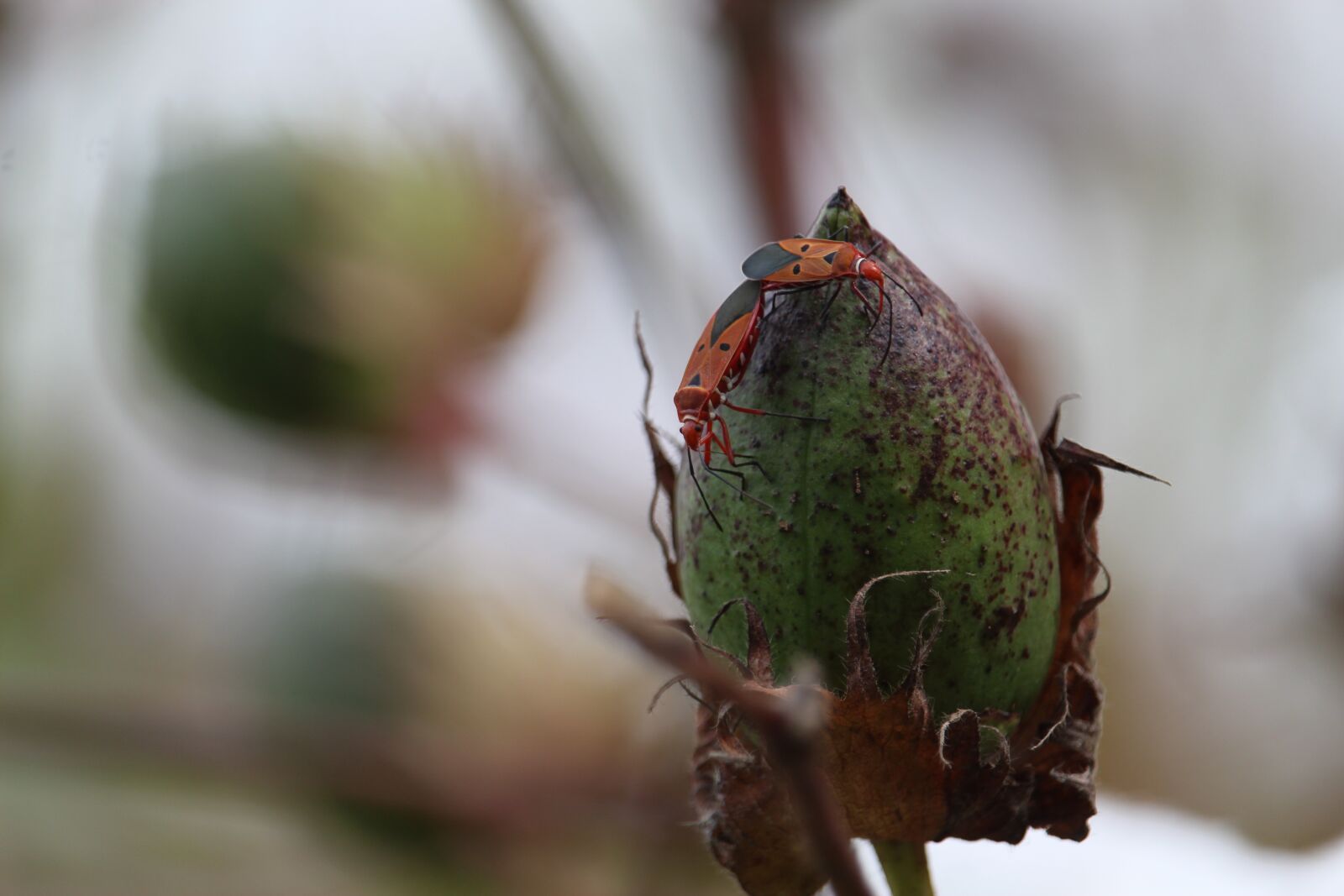 Canon EF-S 55-250mm F4-5.6 IS STM sample photo. Cotton, jungle beetle, cotton photography