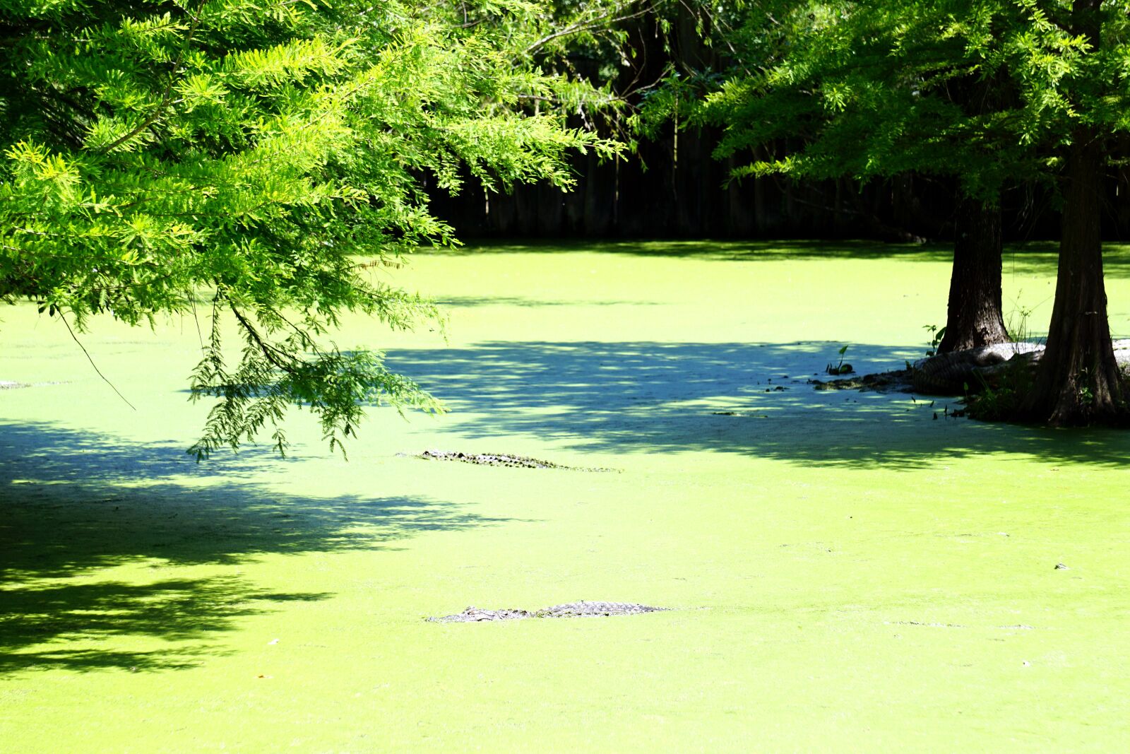 Sony E 55-210mm F4.5-6.3 OSS sample photo. Alligator, reptile, crocodile photography