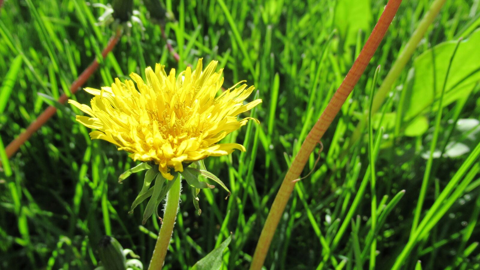 Canon PowerShot SX620 HS sample photo. Dandelion, yellow flower, grass photography