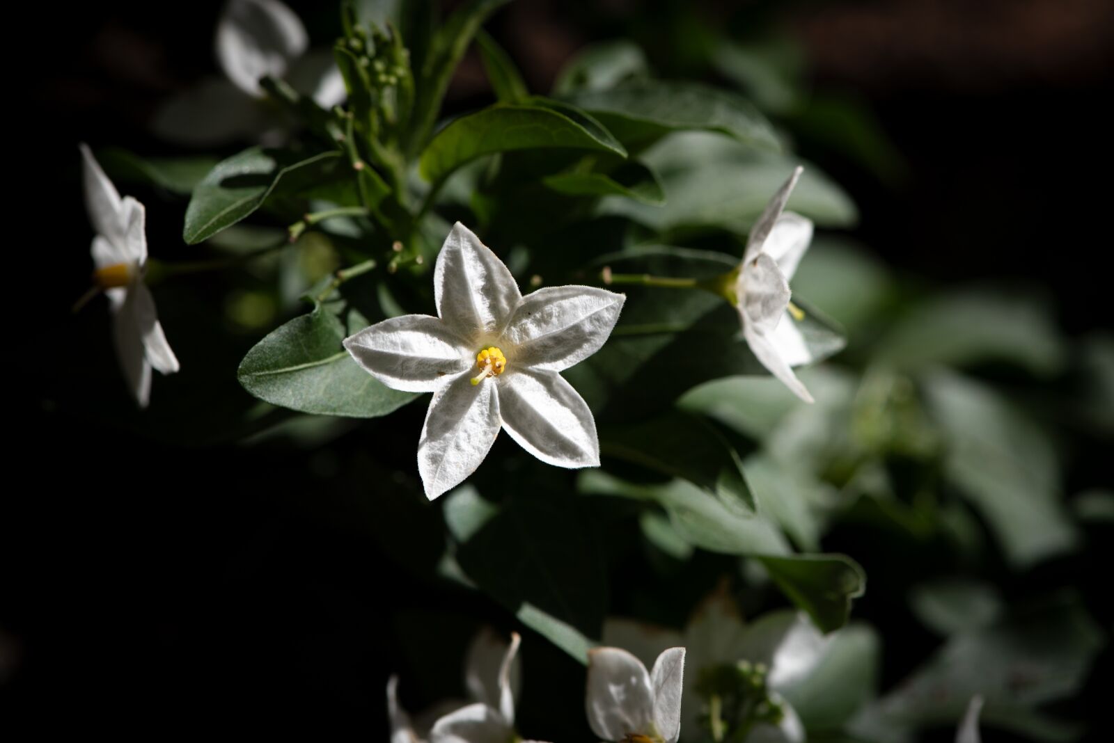 Nikon D750 sample photo. Flower, flowers, white photography