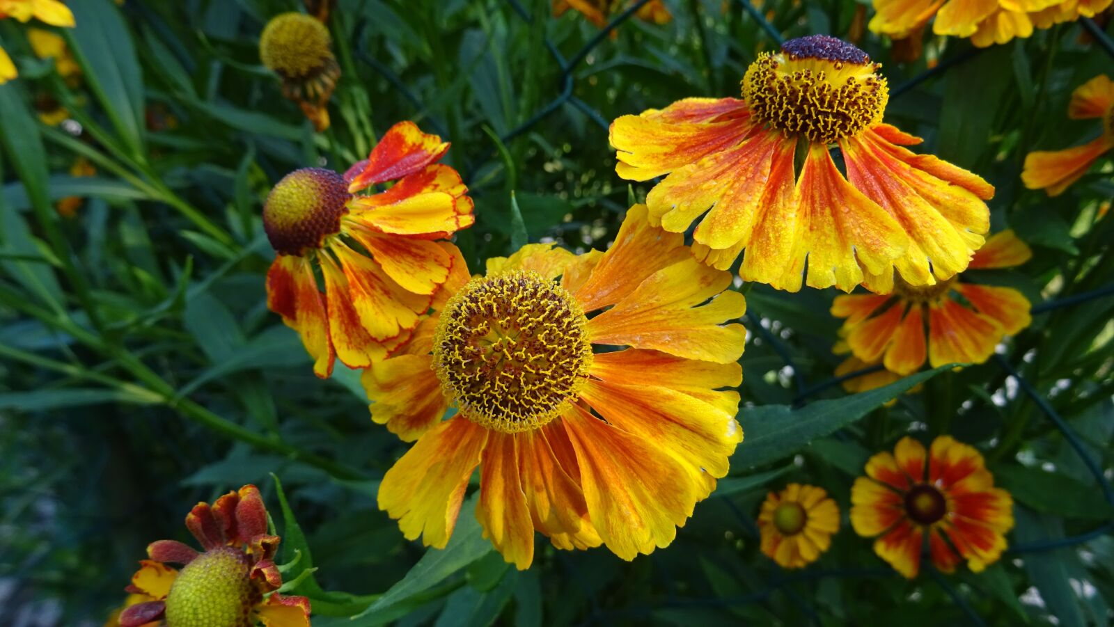 Sony DSC-HX60 sample photo. Flower, summer, yellow photography