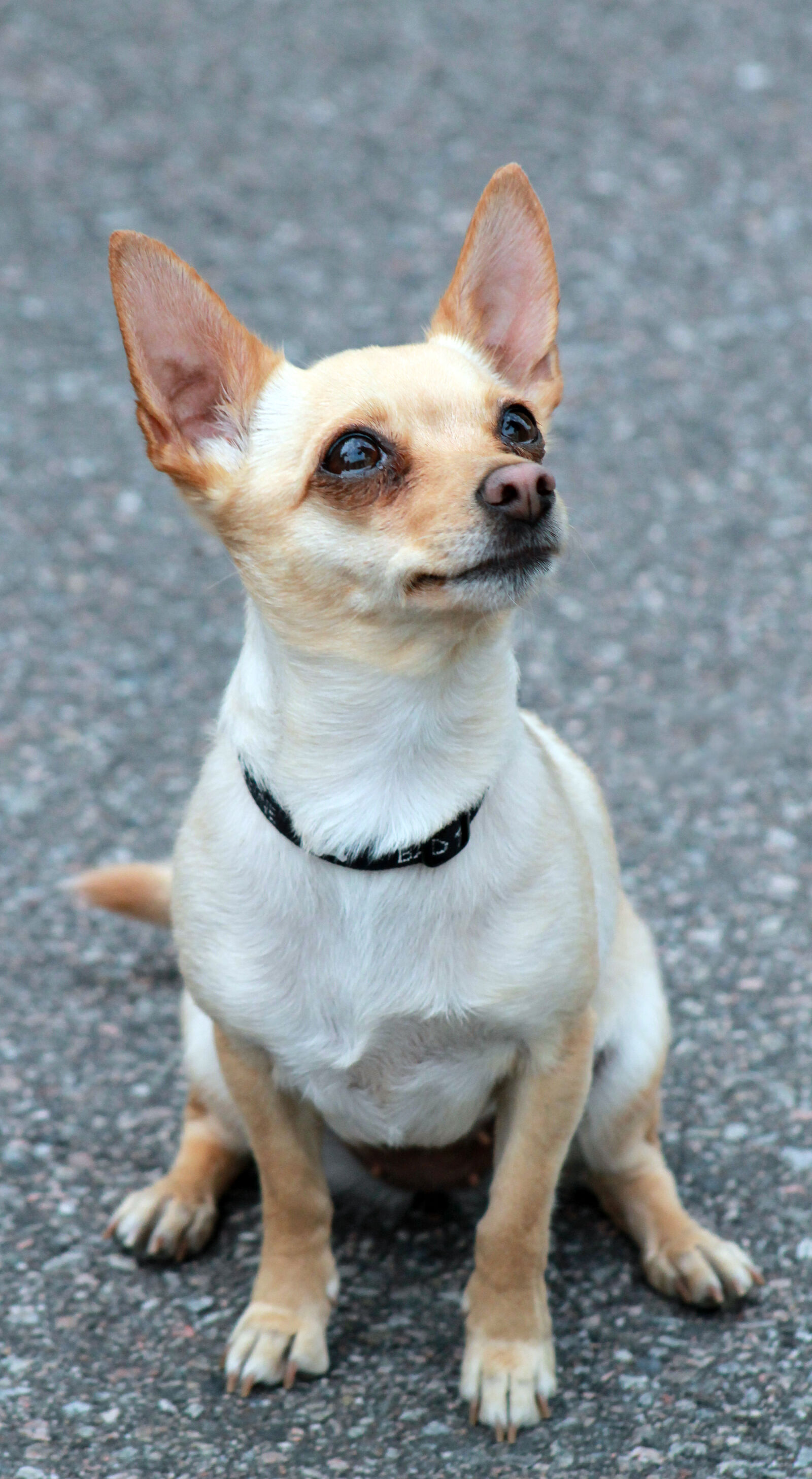 Canon EOS 1100D (EOS Rebel T3 / EOS Kiss X50) sample photo. Chihuahua, dog photography
