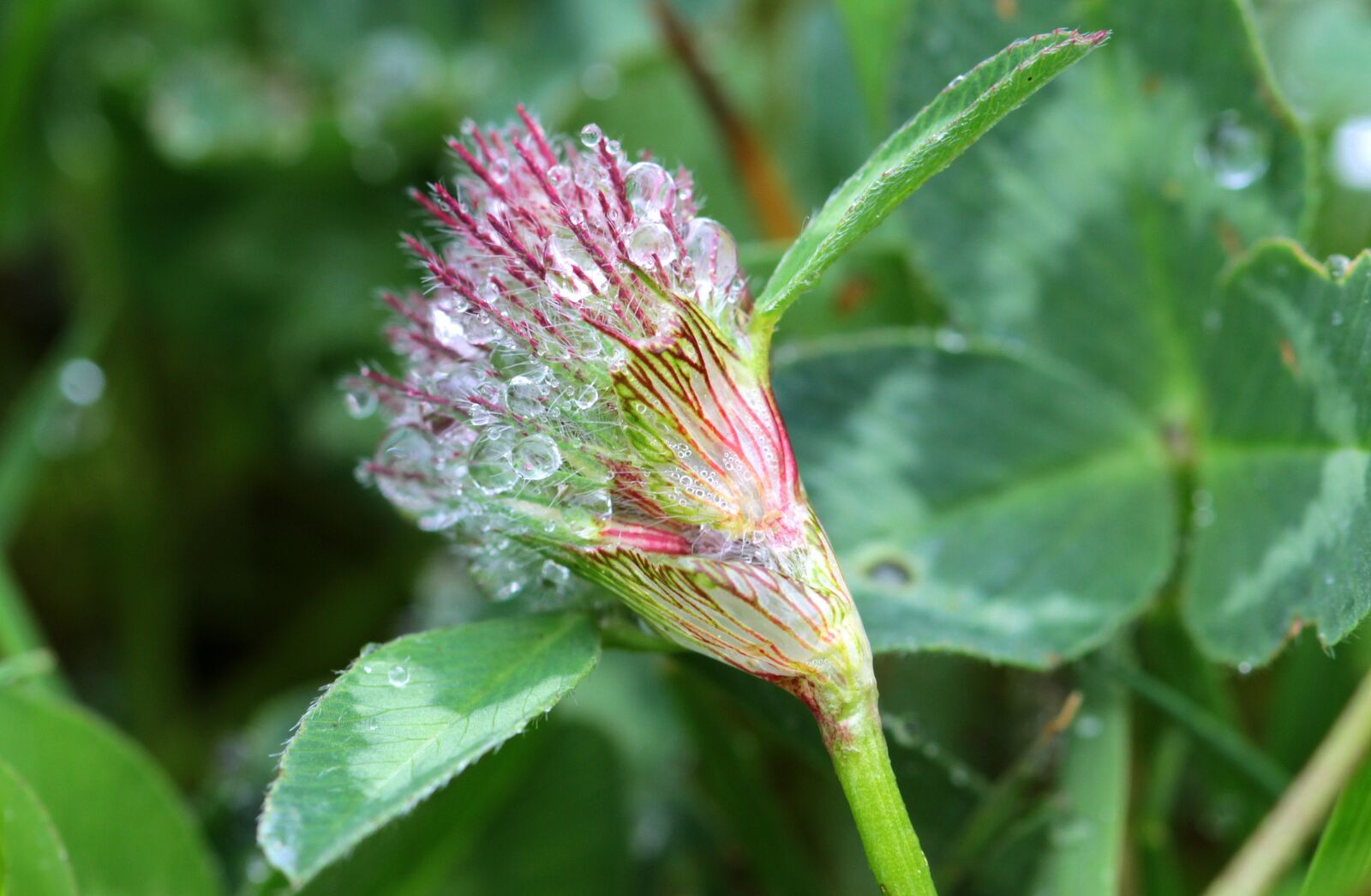 Canon EOS 650D (EOS Rebel T4i / EOS Kiss X6i) sample photo. Klee, trifolium, red clover photography