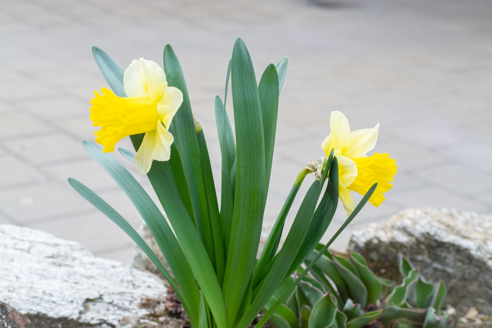 Nikon D7100 sample photo. Daffodils, garden, flowers photography