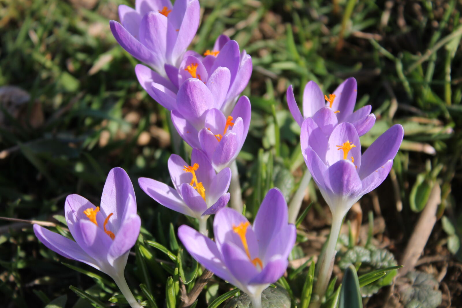Canon EOS 1100D (EOS Rebel T3 / EOS Kiss X50) sample photo. Flower photography