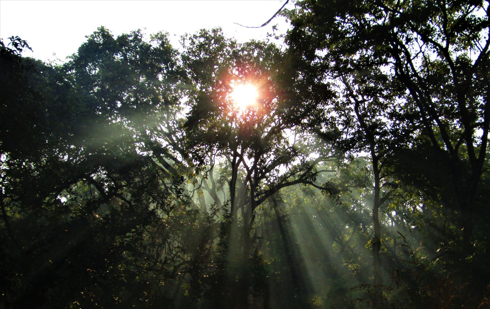 Canon POWERSHOT SX430 IS sample photo. Sun rays, rays of photography
