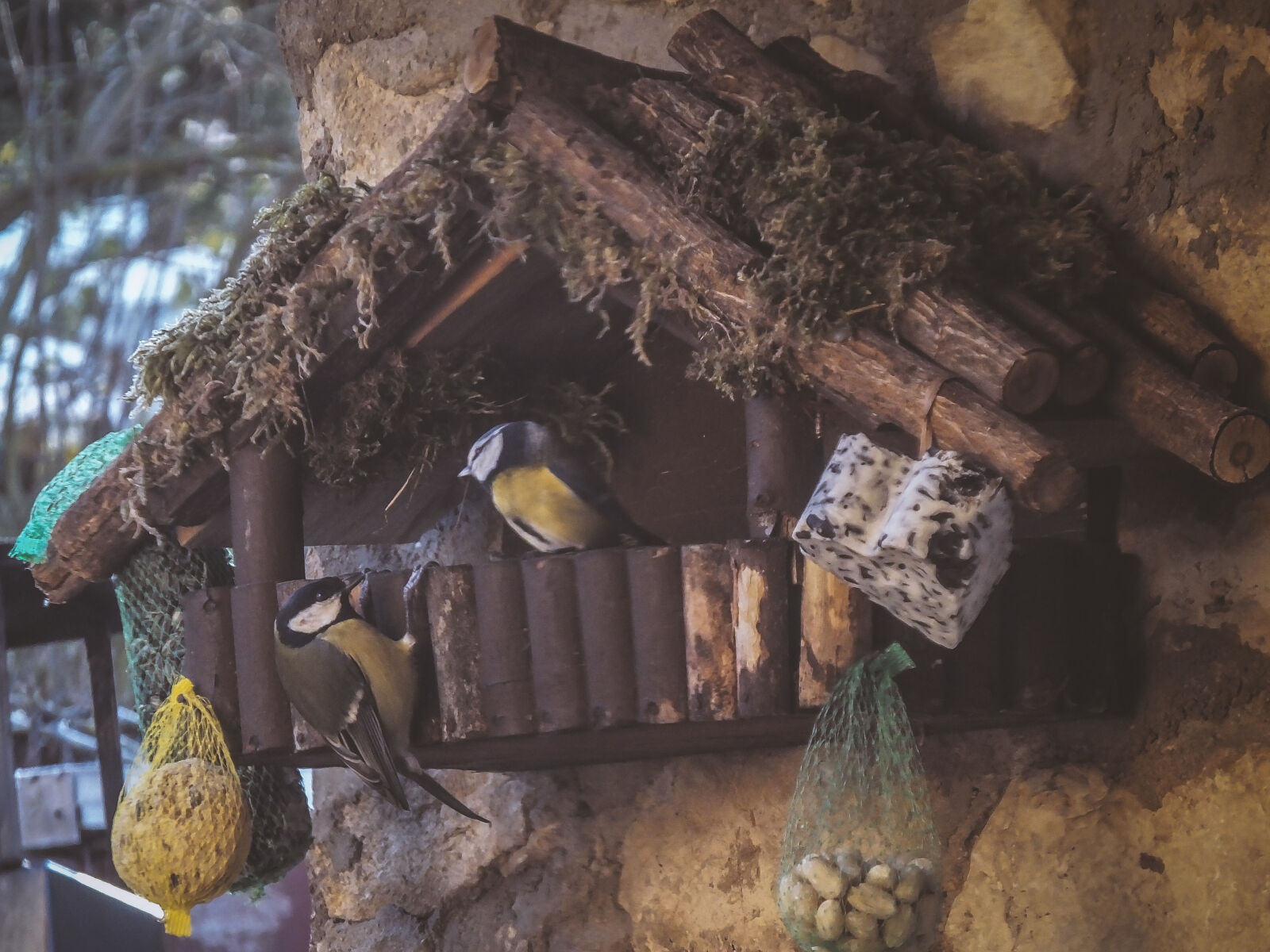 Fujifilm FinePix HS50 EXR sample photo. Bird, house, bird, nest photography