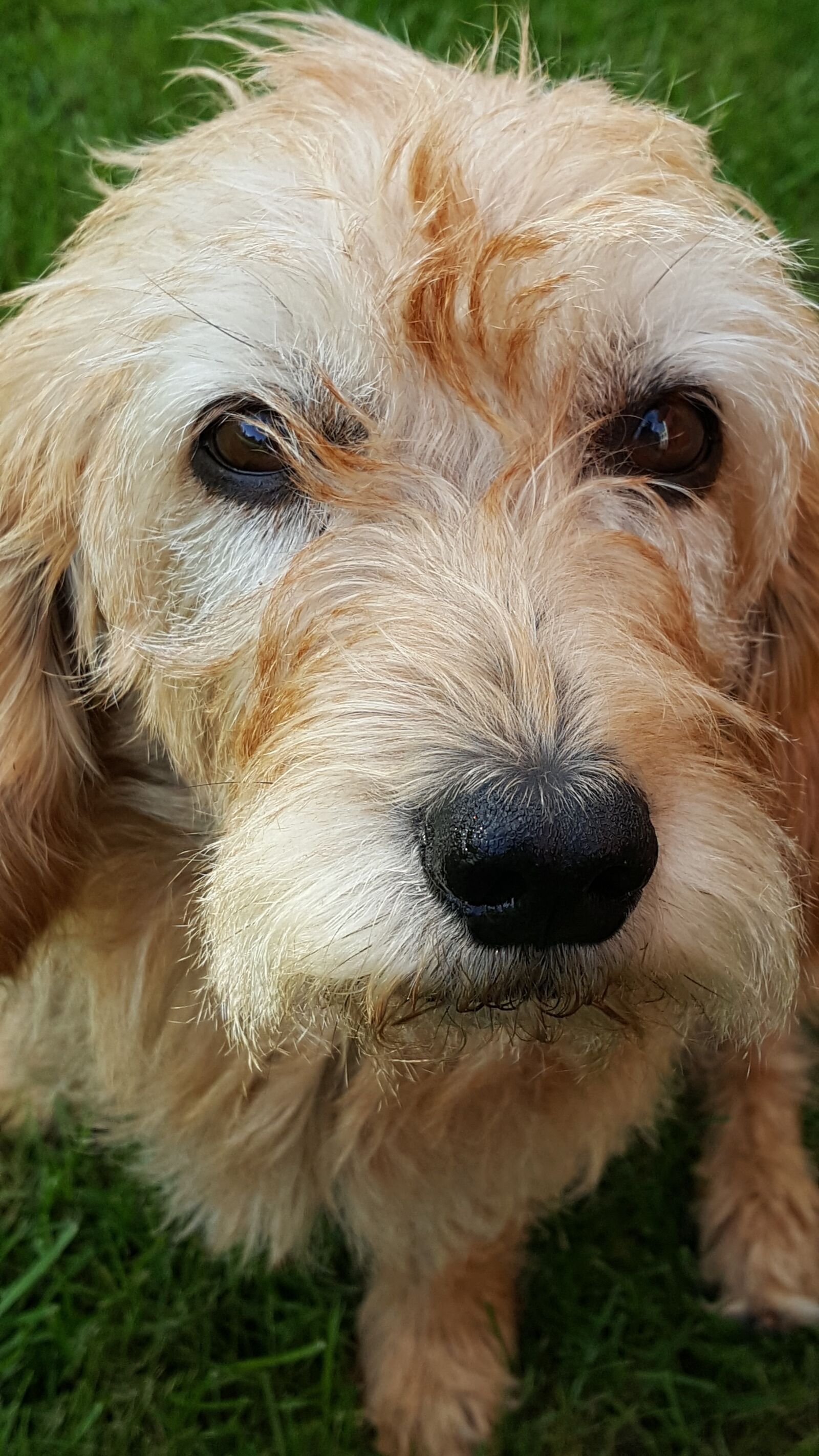 Samsung GALAXY S6 edge sample photo. Dog, eyes, appealing photography