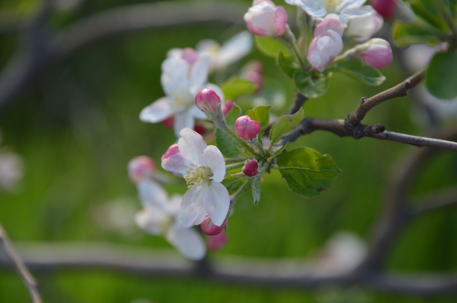 Nikon D5100 sample photo. Spring, blossom, nature photography
