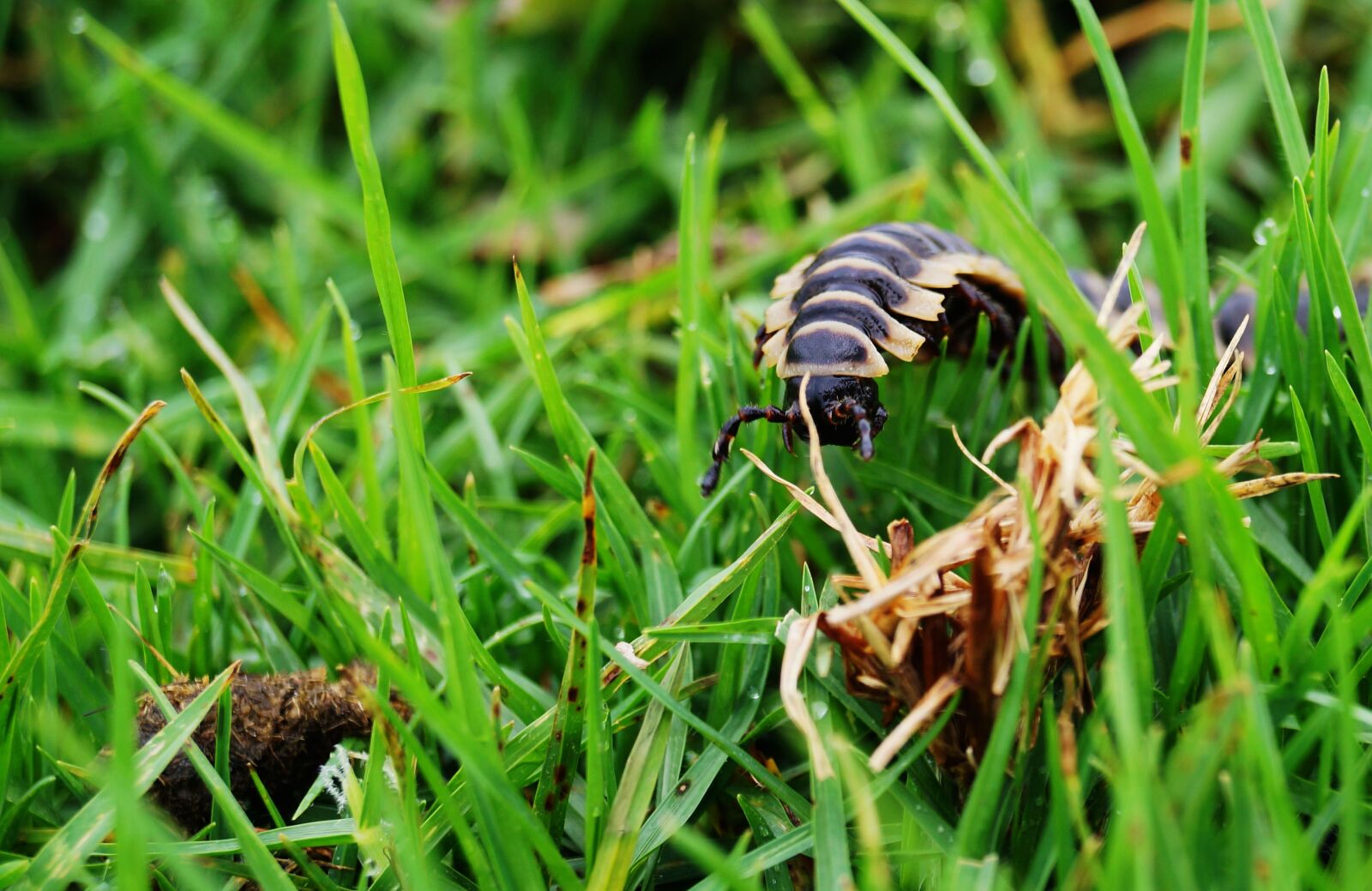 Sony SLT-A37 sample photo. Hundred feet, insect, nature photography