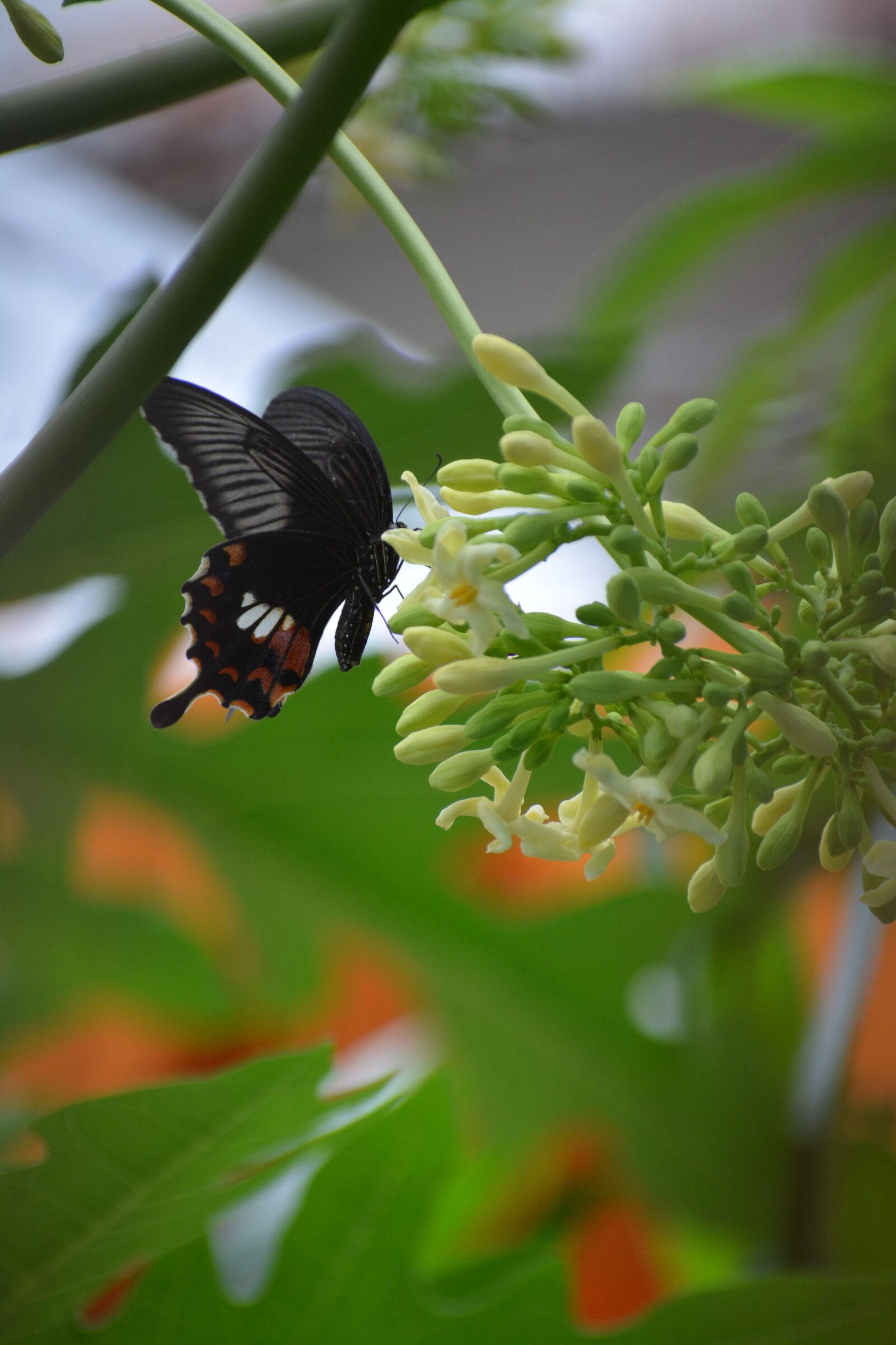 Nikon D5200 sample photo. Butterfly, insect, flower photography