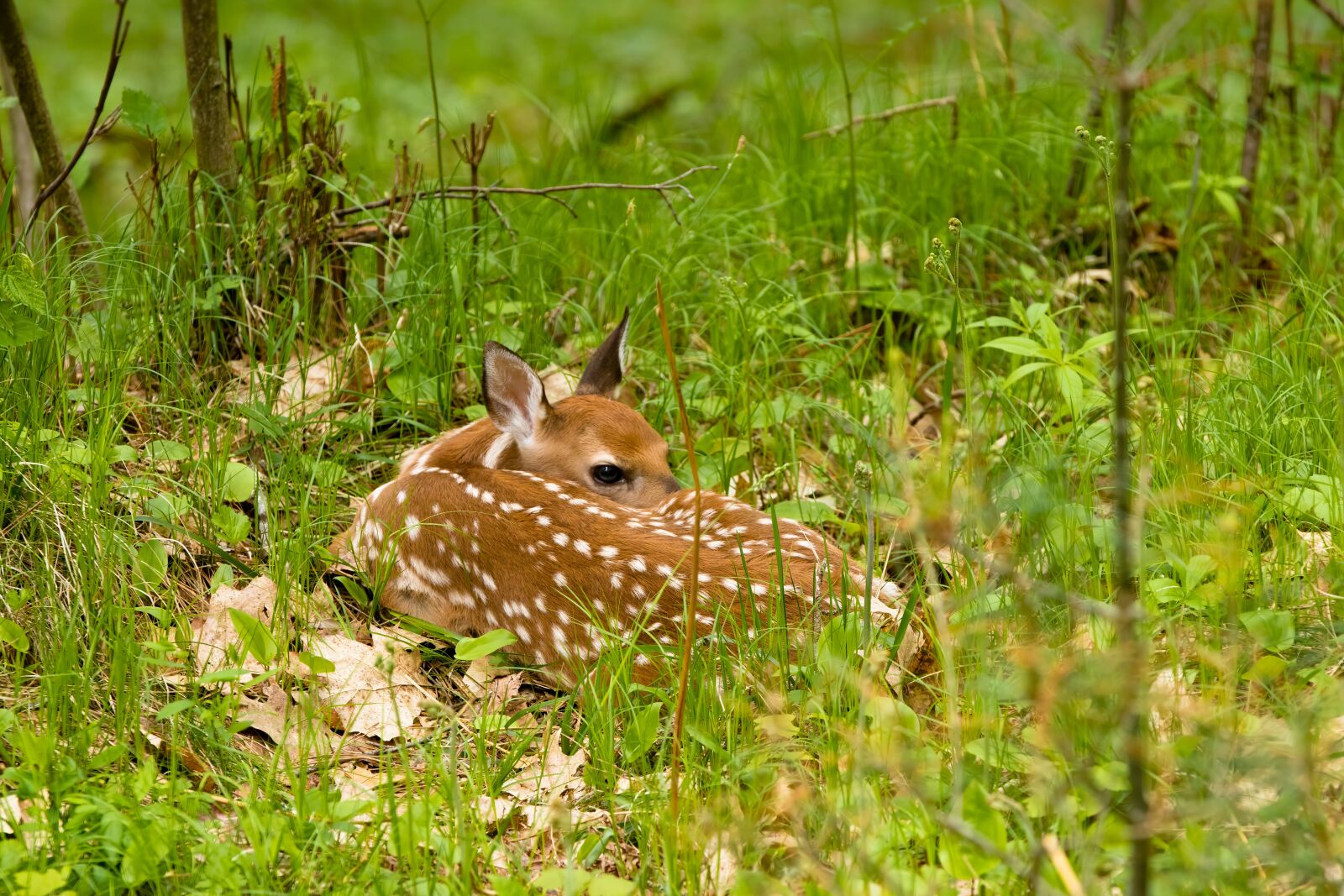Canon EF 70-200mm F2.8L IS II USM sample photo. Fawn, deer, nature photography