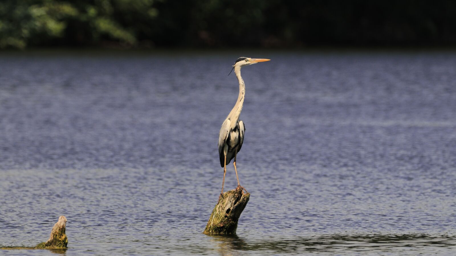 150-600mm F5-6.3 DG OS HSM | Contemporary 015 sample photo. Heron, lake, bird photography