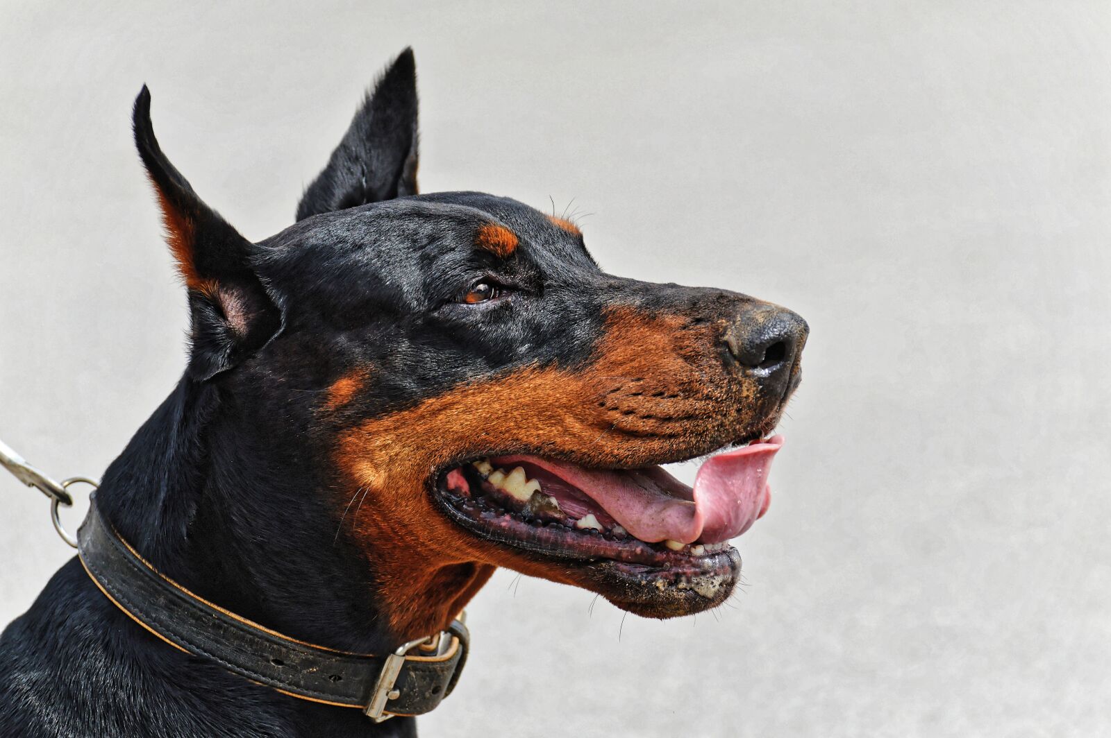 Nikon D3200 sample photo. Doberman, dog, animal world photography