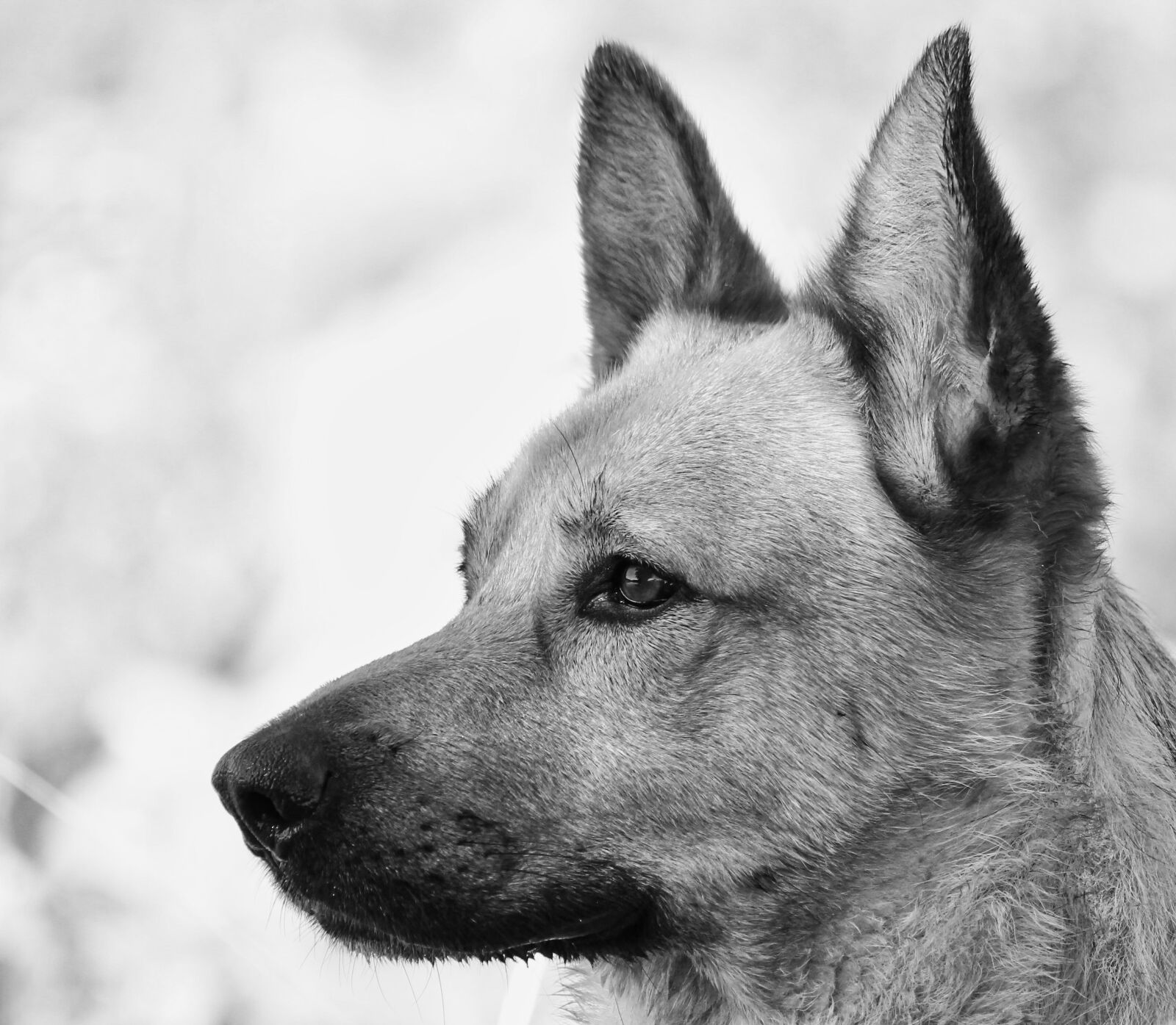 Canon EOS 550D (EOS Rebel T2i / EOS Kiss X4) sample photo. Dog, snout, pet photography