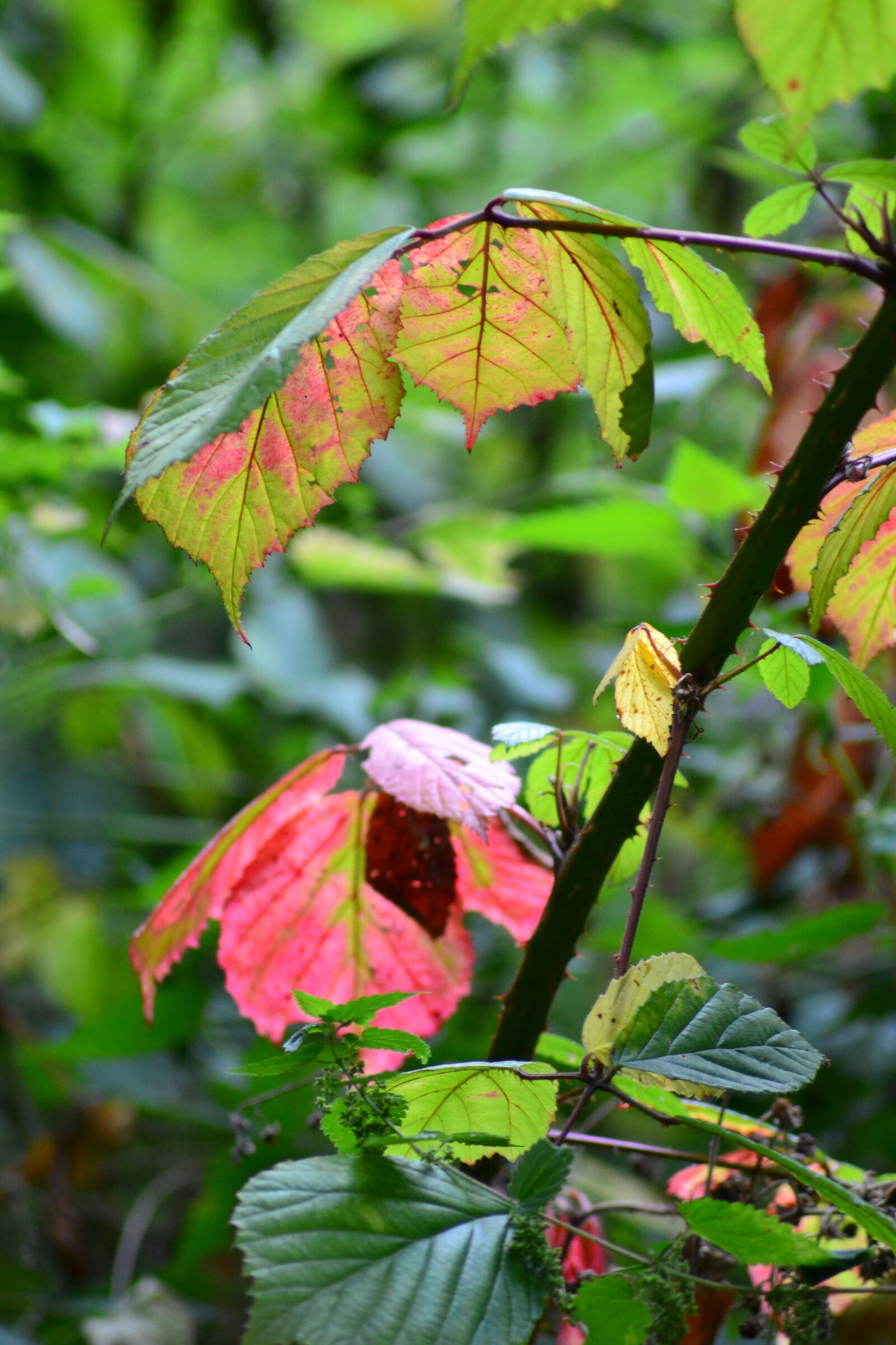 Nikon D3100 sample photo. Autumn, bush, colors, forest photography