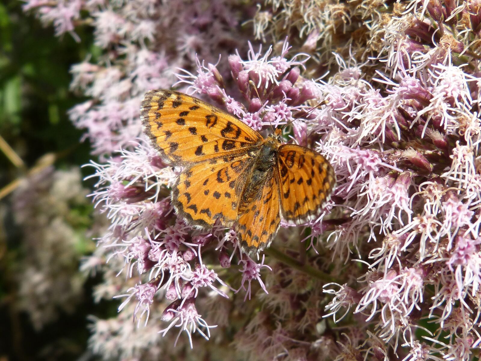Panasonic DMC-FZ62 sample photo. Melitaea deione, butterfly, damer photography