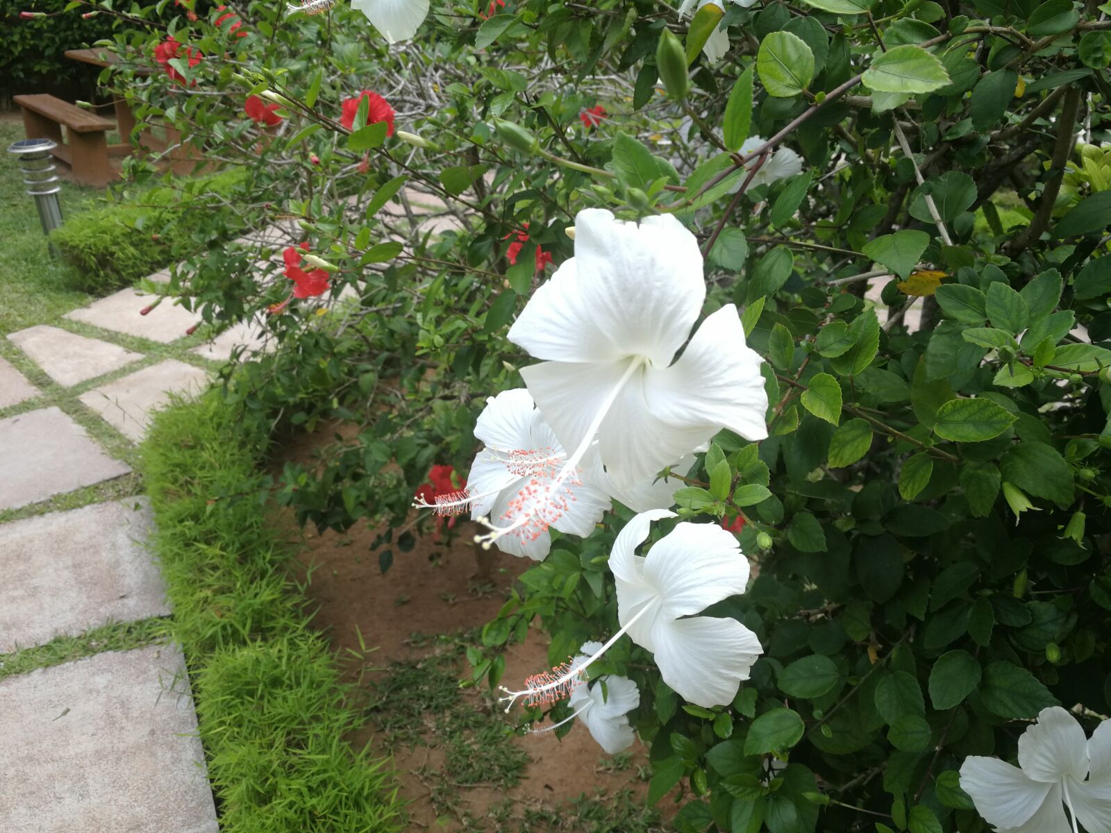 HUAWEI Mate 9 sample photo. Blume, blüte, hibiscus photography