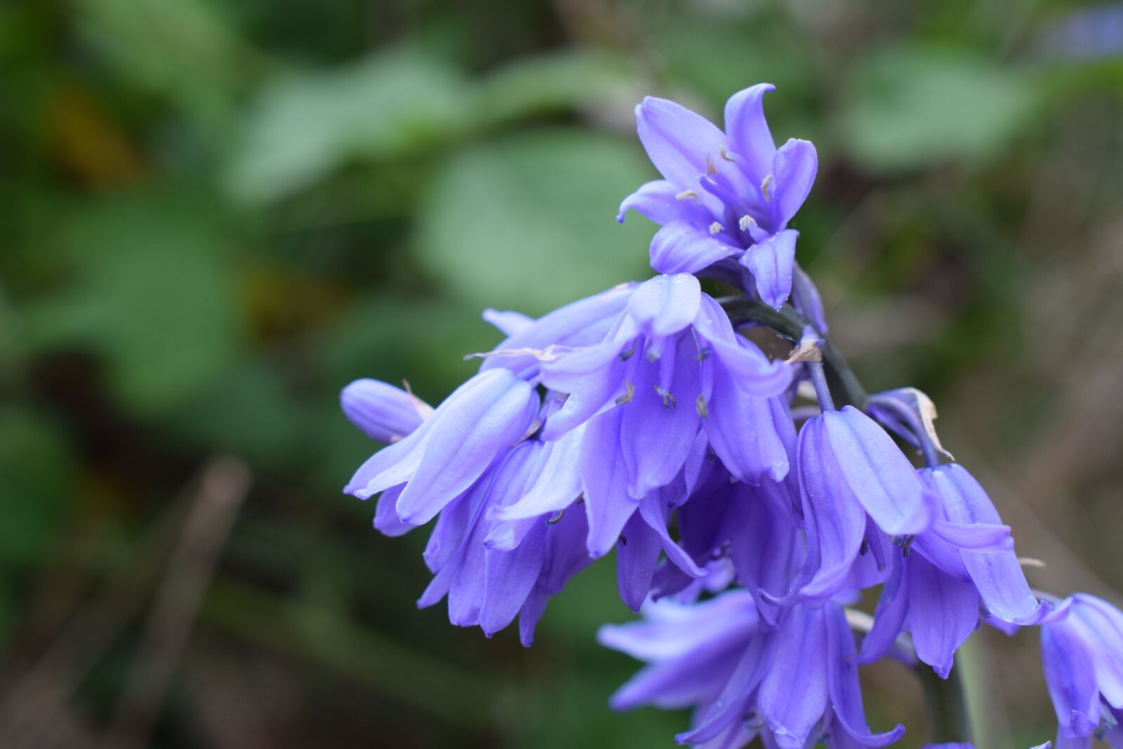 Nikon D3300 sample photo. Summer, flower, purple photography