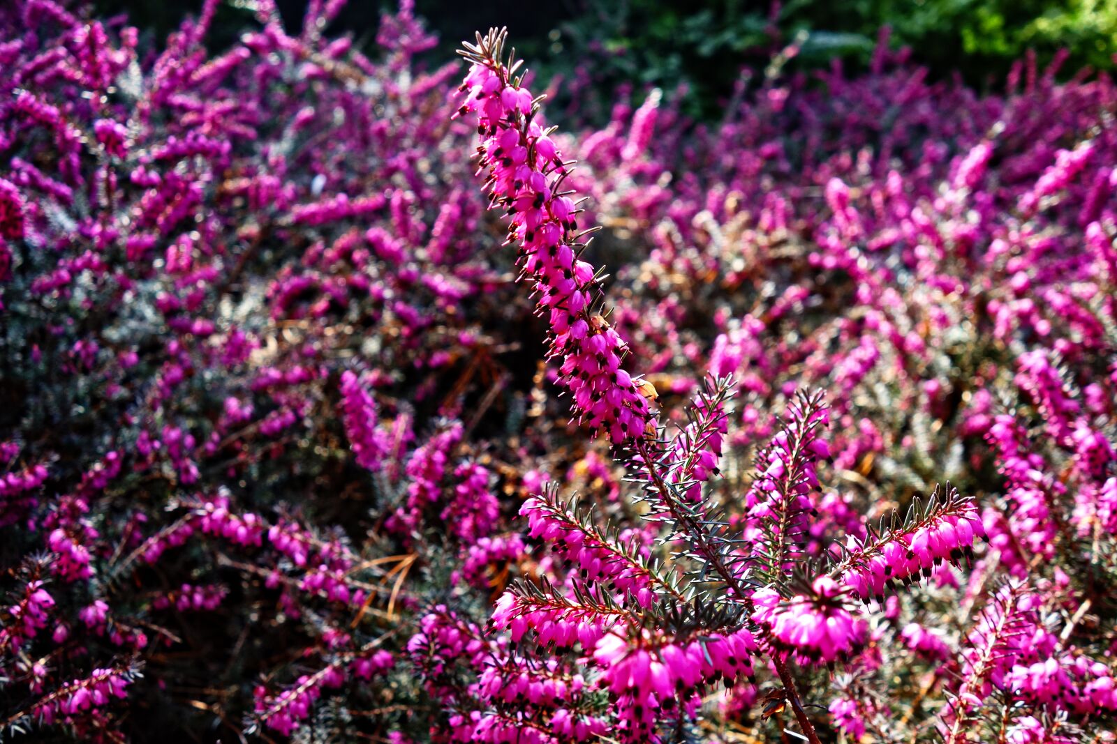 Sony Cyber-shot DSC-RX100 sample photo. Erica, pink erica, heather photography