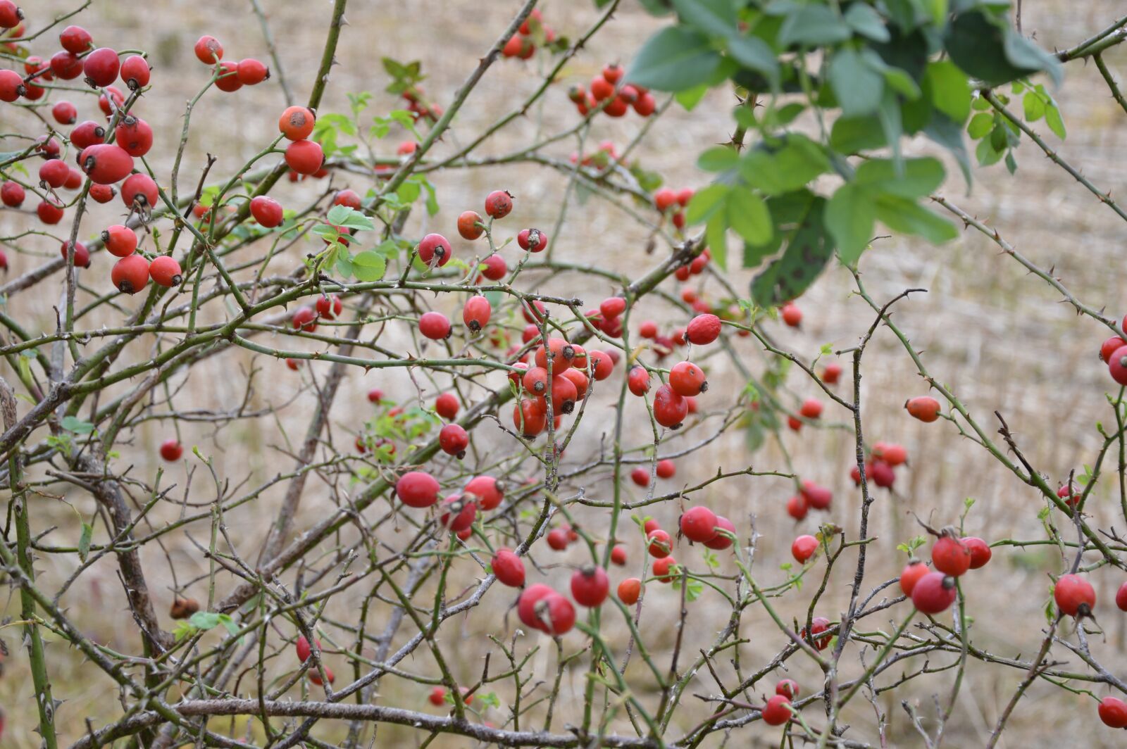 Nikon D3200 sample photo. Nature, autumn, green photography