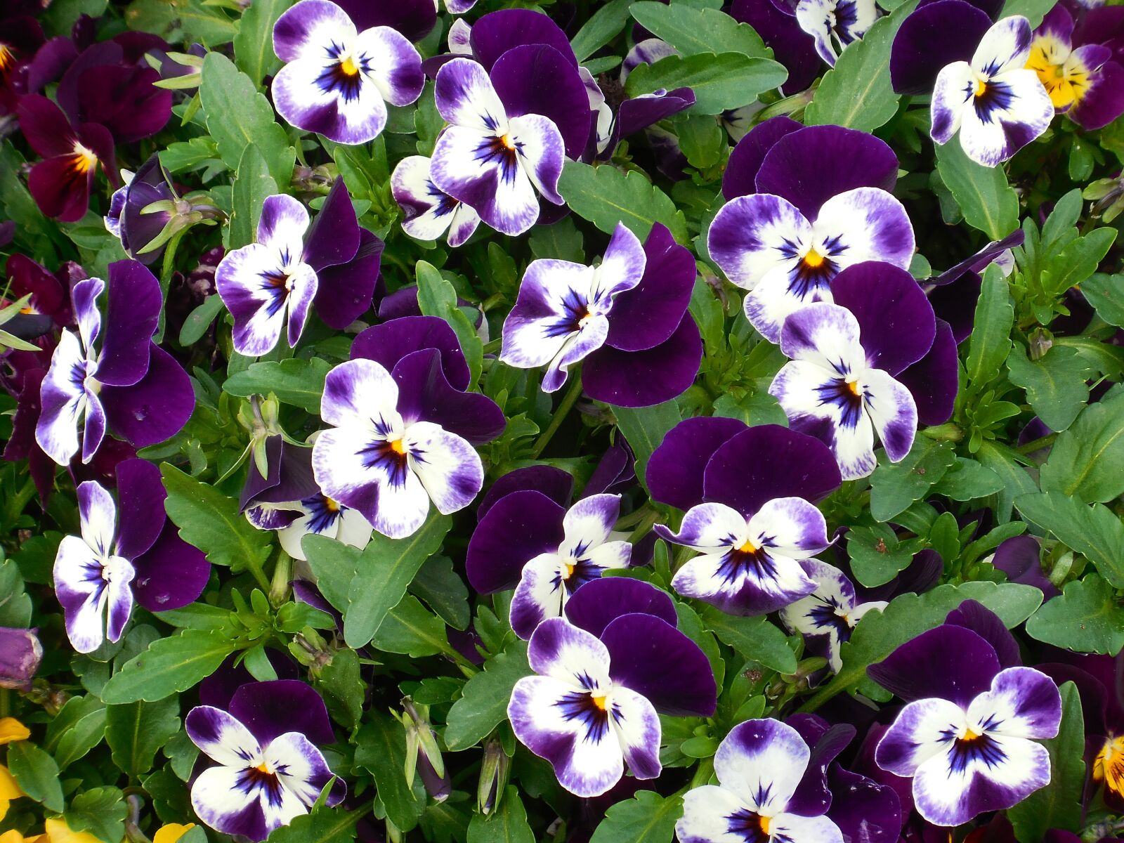 Nikon Coolpix S5300 sample photo. Pansy, flowers, purple photography