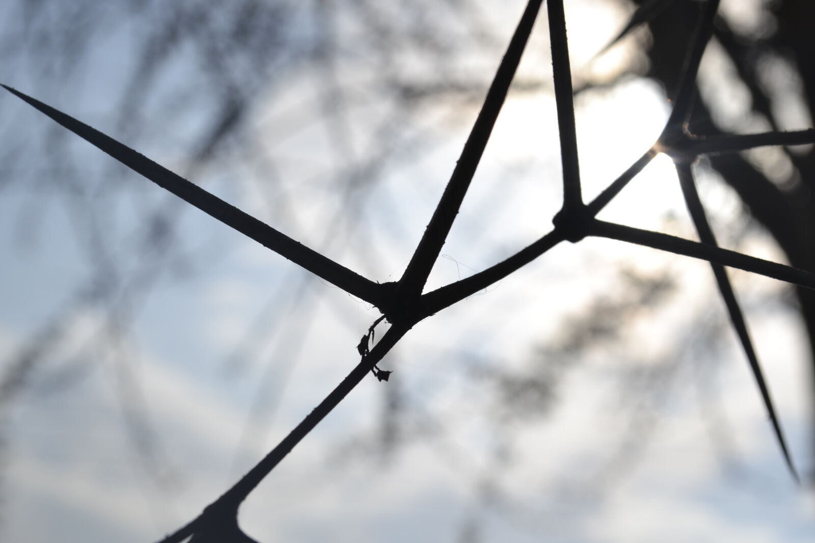 Nikon D3100 sample photo