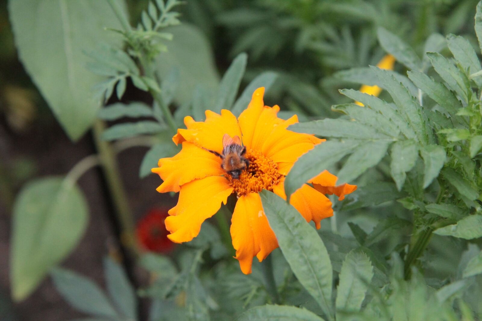 Canon EOS 600D (Rebel EOS T3i / EOS Kiss X5) sample photo. Rose of india, rose photography