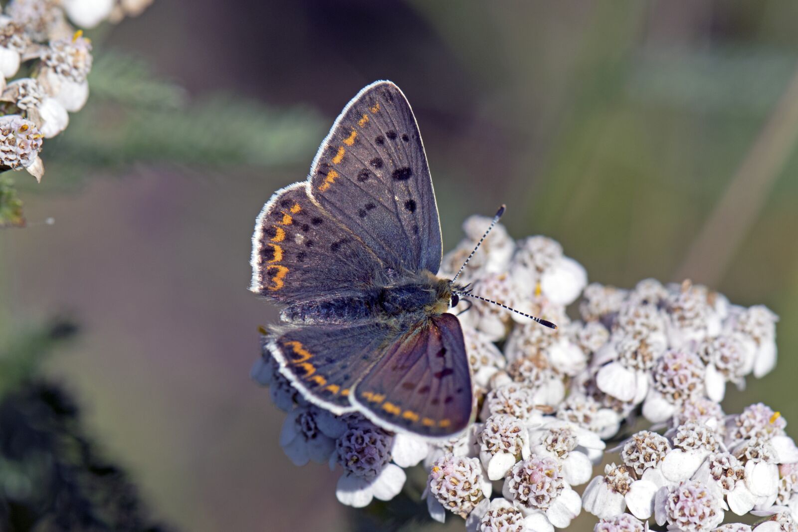 Nikon D500 sample photo. Brauner feuerfalter, butterflies, butterfly photography