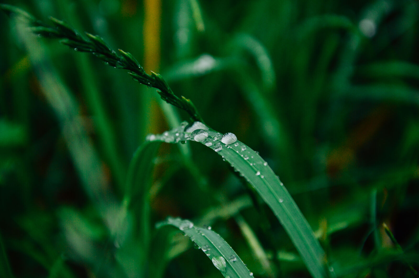 Nikon D3200 sample photo. Green, grass photography