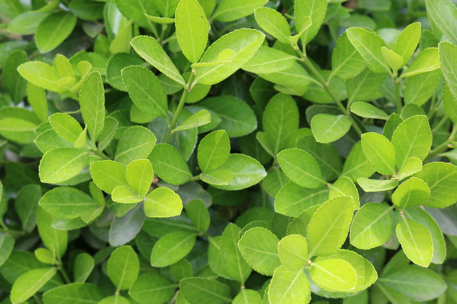 Canon EOS 70D sample photo. Bio, green, leaf, leafs photography