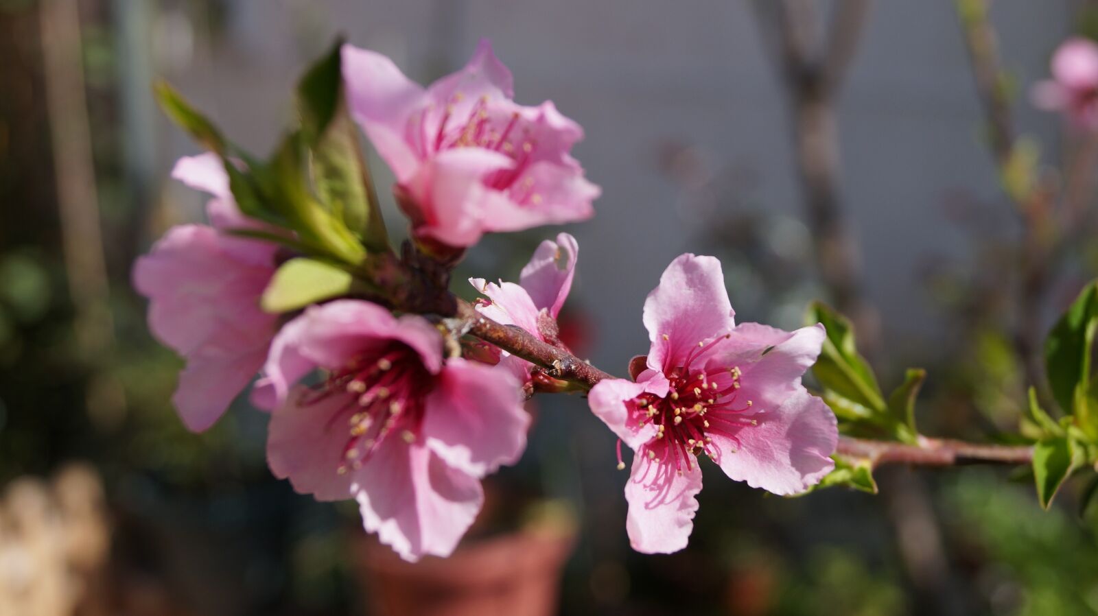 Sony DT 18-55mm F3.5-5.6 SAM II sample photo. Flower, peach, pink petals photography