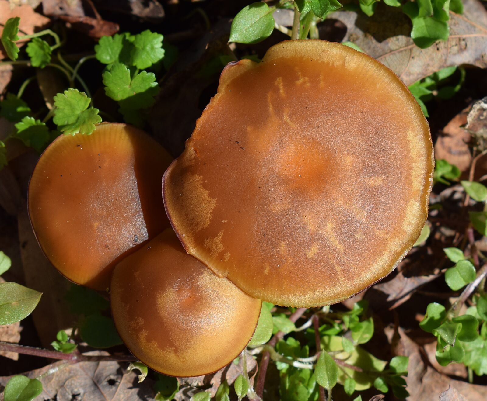 Nikon D3300 sample photo. Brown patterned mushrooms, fungi photography