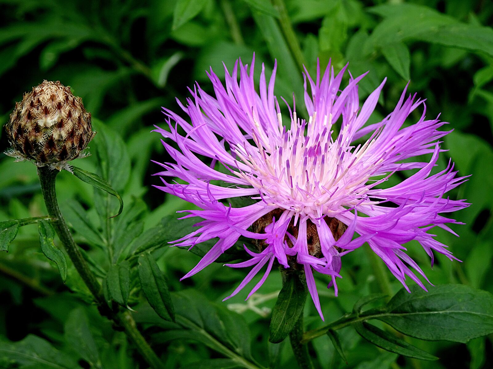 Sony Cyber-shot DSC-HX90V sample photo. Flower, color purple, blossomed photography