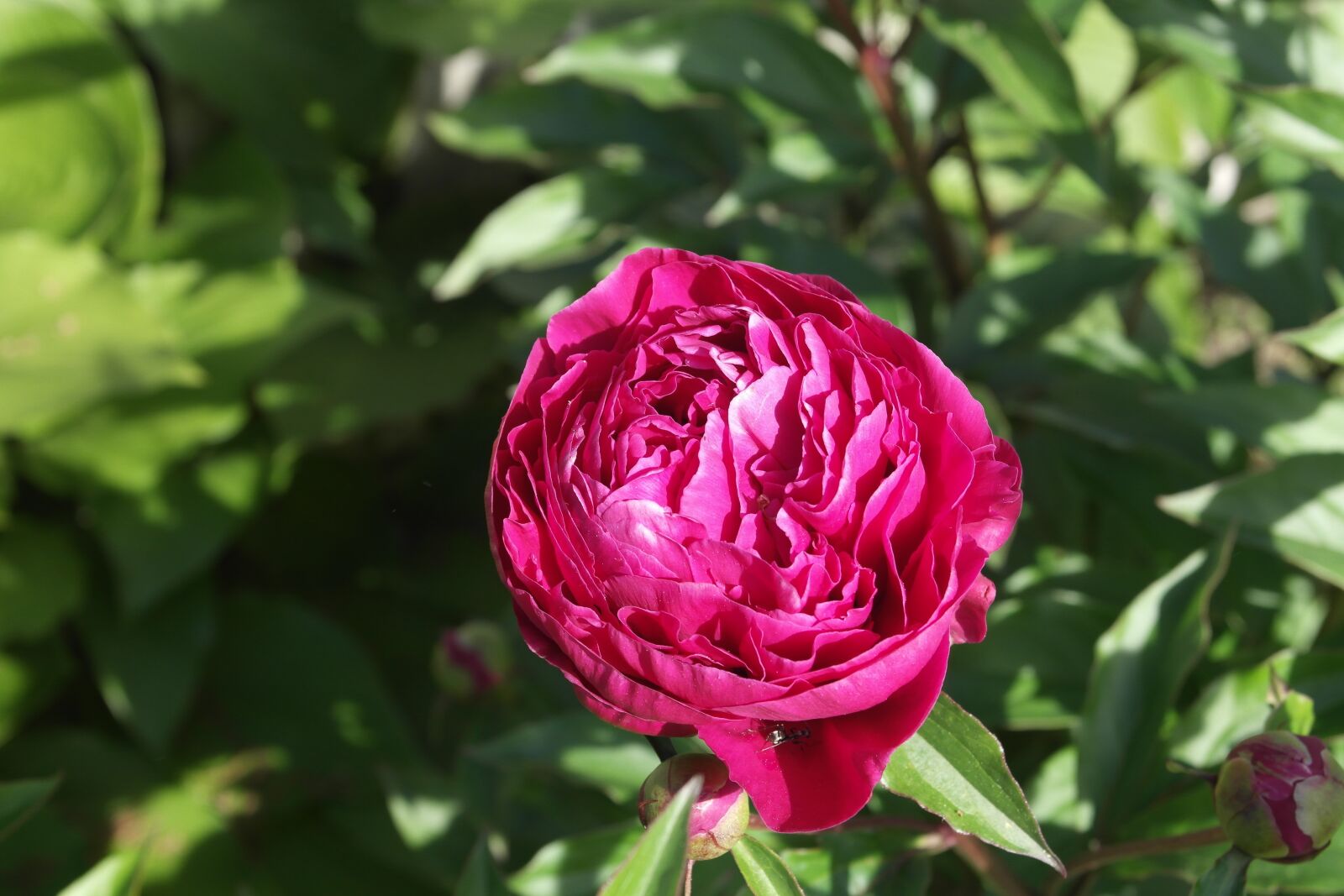 Samsung NX1000 sample photo. Flower, rose, green photography