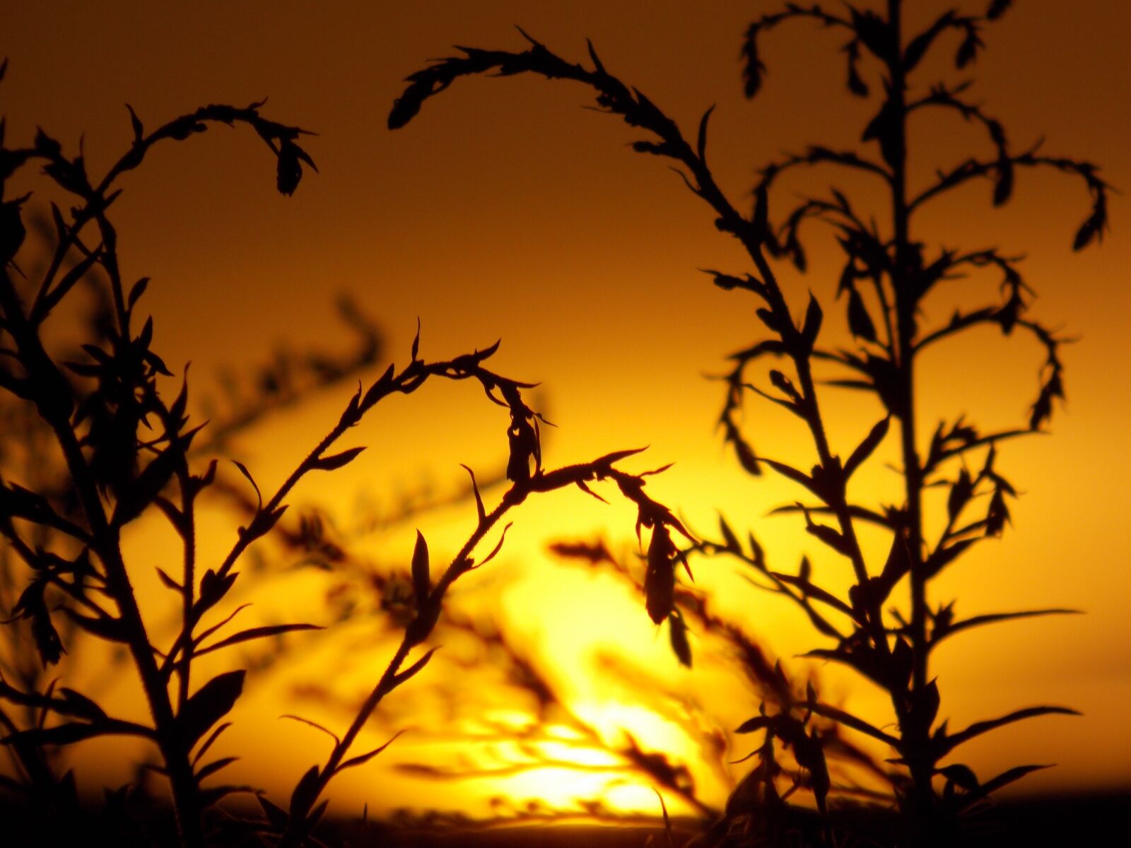 Nikon Coolpix L810 sample photo. Summer, sunset, nature photography
