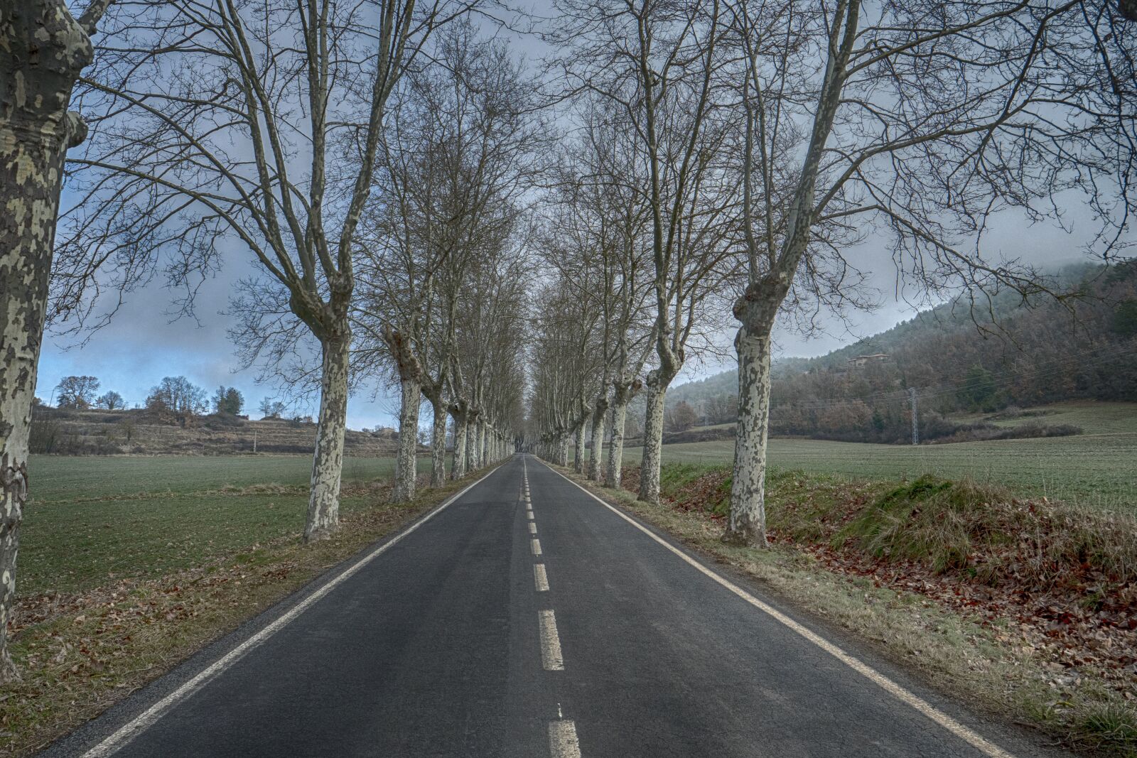 LEICA DG 12-60/F2.8-4.0 sample photo. Road, tree, lane photography
