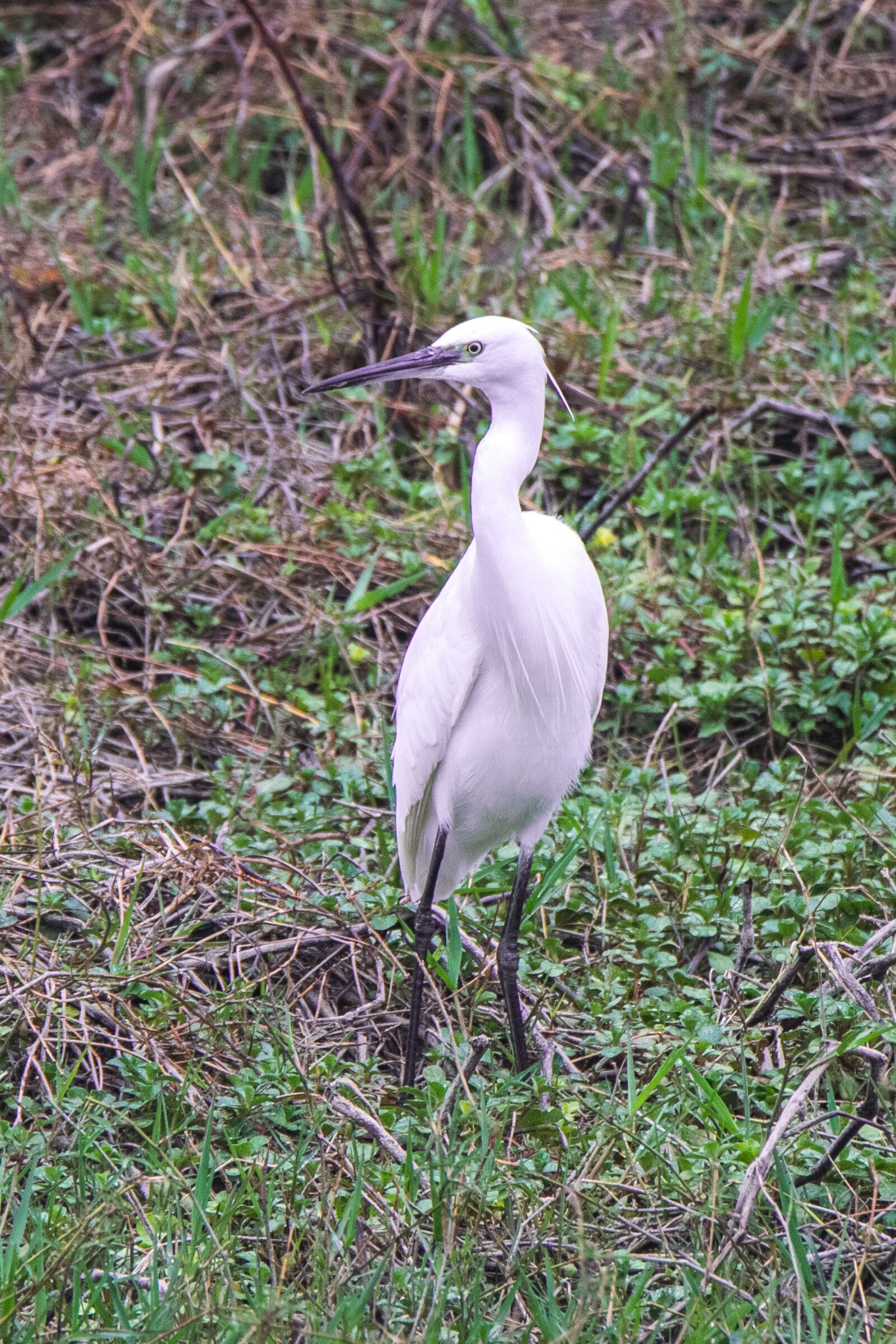 Nikon D5300 sample photo. Nature, wild life, birds photography