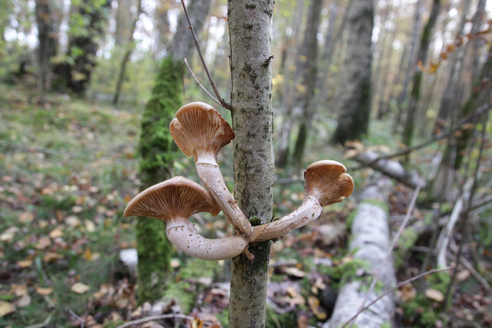 Canon EOS 600D (Rebel EOS T3i / EOS Kiss X5) sample photo. "Mushroom, woody, tree" photography