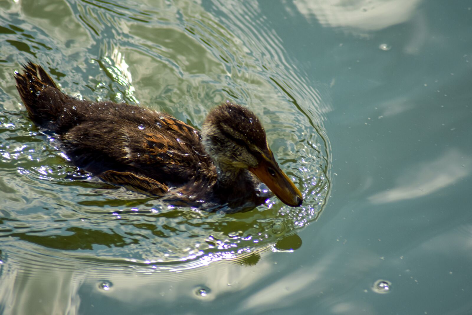 Nikon D5300 sample photo. Duck, water, pond photography