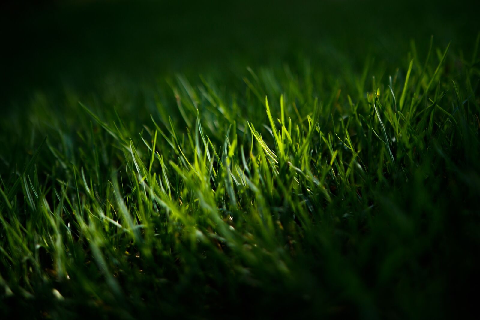 Canon EOS 750D (EOS Rebel T6i / EOS Kiss X8i) sample photo. Grass, green, lawn photography